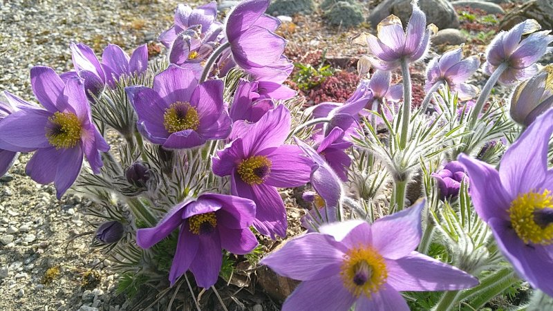 Pulsatilla slavica